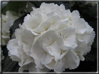 foto Fiori